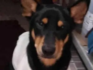 Cachorro raça SRD-ViraLata idade 3 anos nome Sem nome (provisorio Tobias)