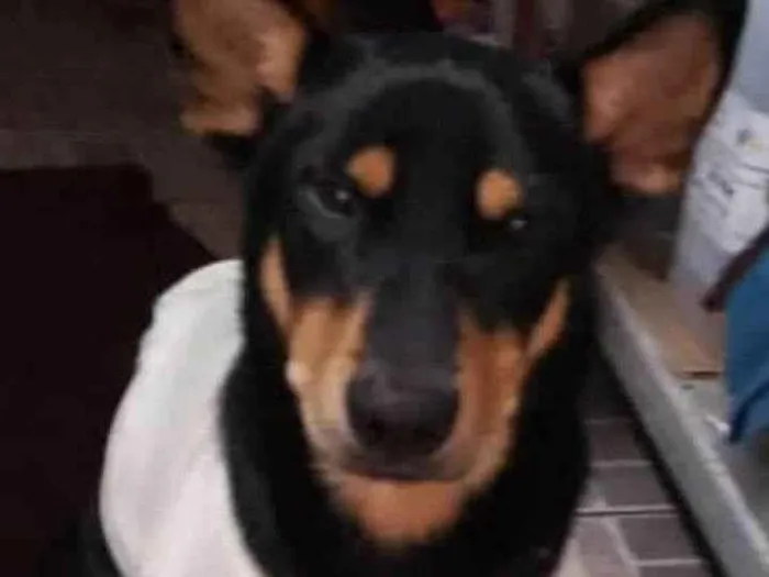 Cachorro ra a SRD-ViraLata idade 3 anos nome Sem nome (provisorio Tobias)