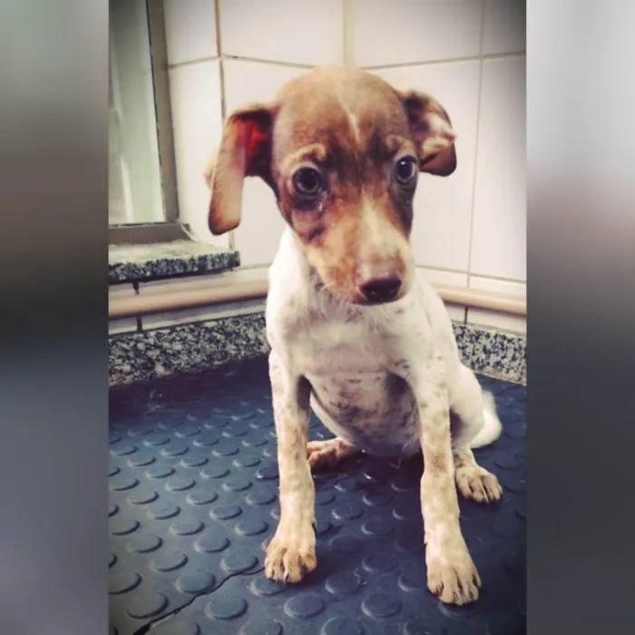 Cachorro ra a SRD-ViraLata idade 2 a 6 meses nome Ravena 