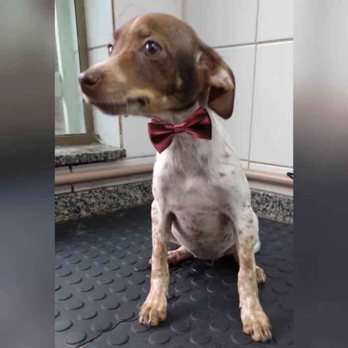 Cachorro ra a SRD-ViraLata idade 2 a 6 meses nome Ravena 