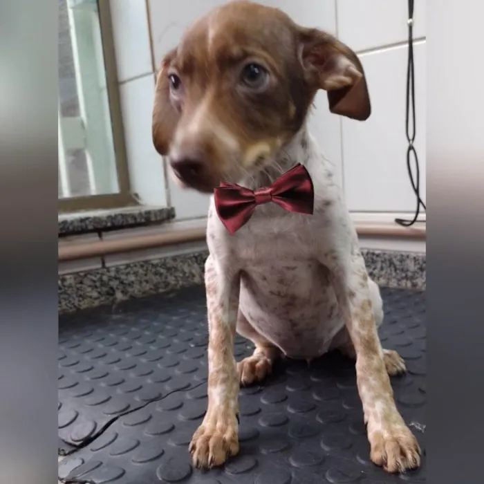 Cachorro ra a SRD-ViraLata idade 2 a 6 meses nome Ravena 