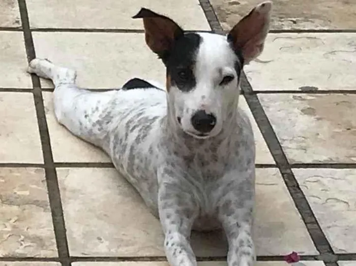 Cachorro ra a Budegueiro Andaluz idade 4 anos nome MUCK