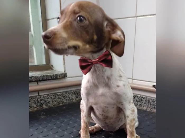 Cachorro ra a SRD-ViraLata idade 2 a 6 meses nome Ravena 