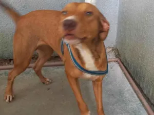 Cachorro raça Srd idade 2 anos nome TOTO