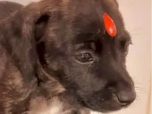 Cachorro raça Mestica  idade 2 a 6 meses nome Cacau 