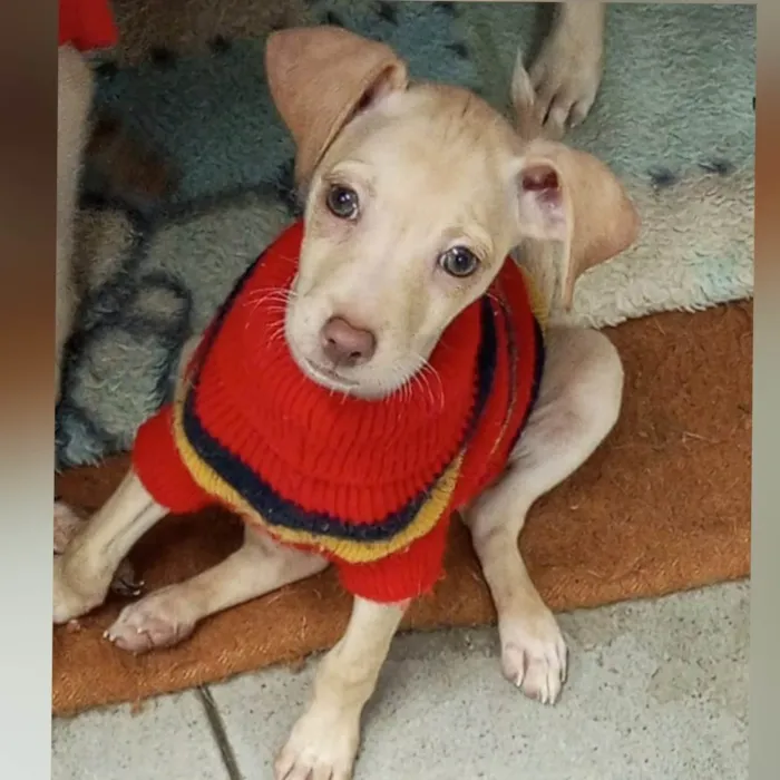 Cachorro ra a SRD-ViraLata idade 2 a 6 meses nome Clarinha