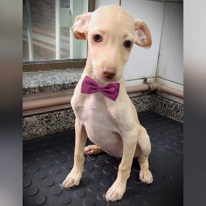 Cachorro ra a SRD-ViraLata idade 2 a 6 meses nome Clarinha