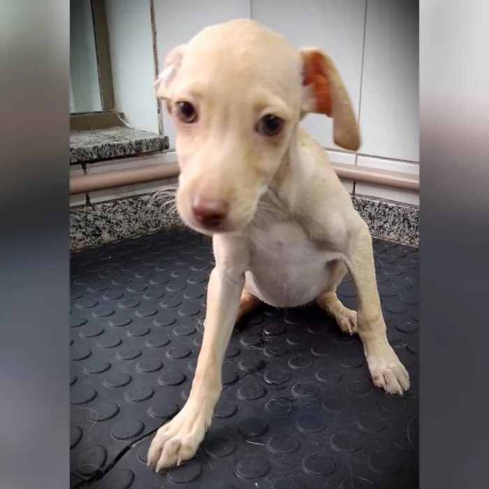 Cachorro ra a SRD-ViraLata idade 2 a 6 meses nome Clarinha
