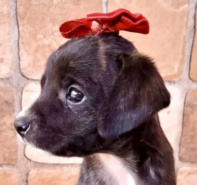 Cachorro ra a Mestica  idade 2 a 6 meses nome Rubi 