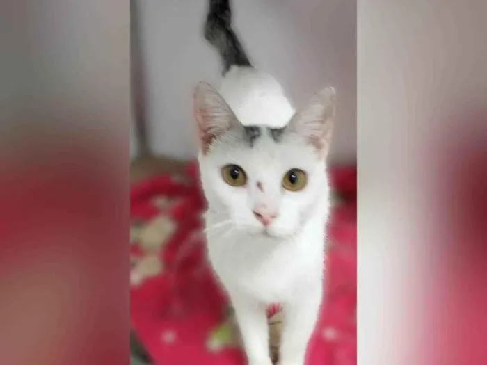 Gato ra a SRD-ViraLata idade 1 ano nome Helena