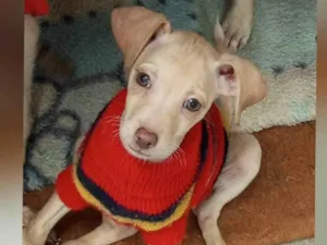 Cachorro raça SRD-ViraLata idade 2 a 6 meses nome Clarinha