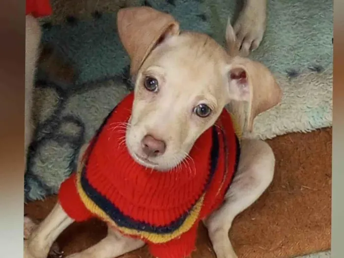 Cachorro ra a SRD-ViraLata idade 2 a 6 meses nome Clarinha