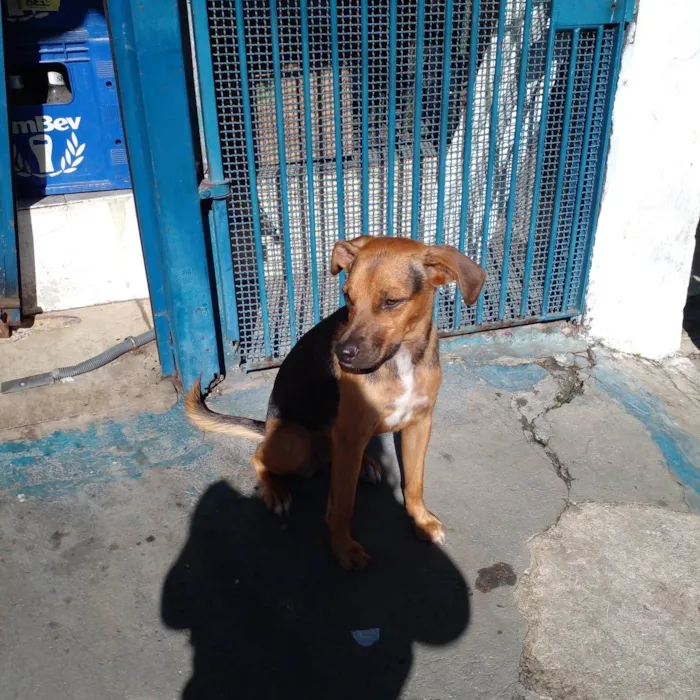 Cachorro raça SRD-ViraLata idade 7 a 11 meses nome Estrela