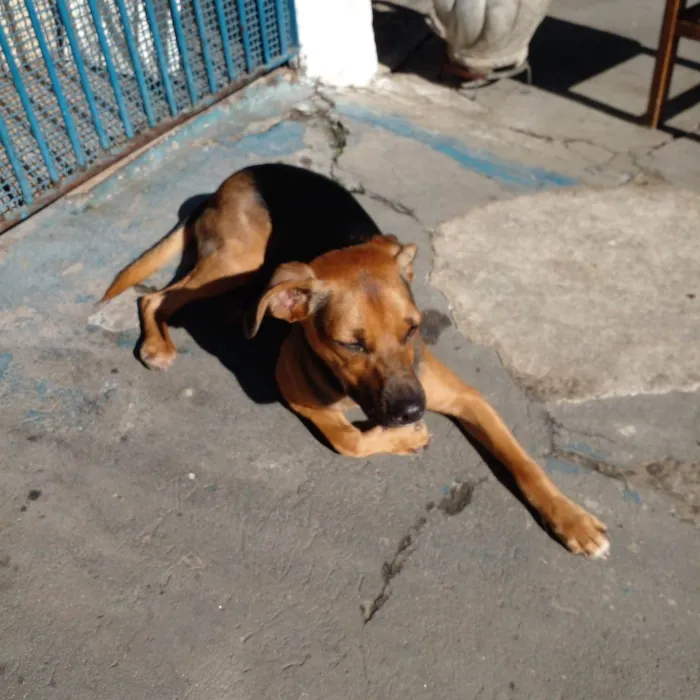 Cachorro raça SRD-ViraLata idade 7 a 11 meses nome Estrela