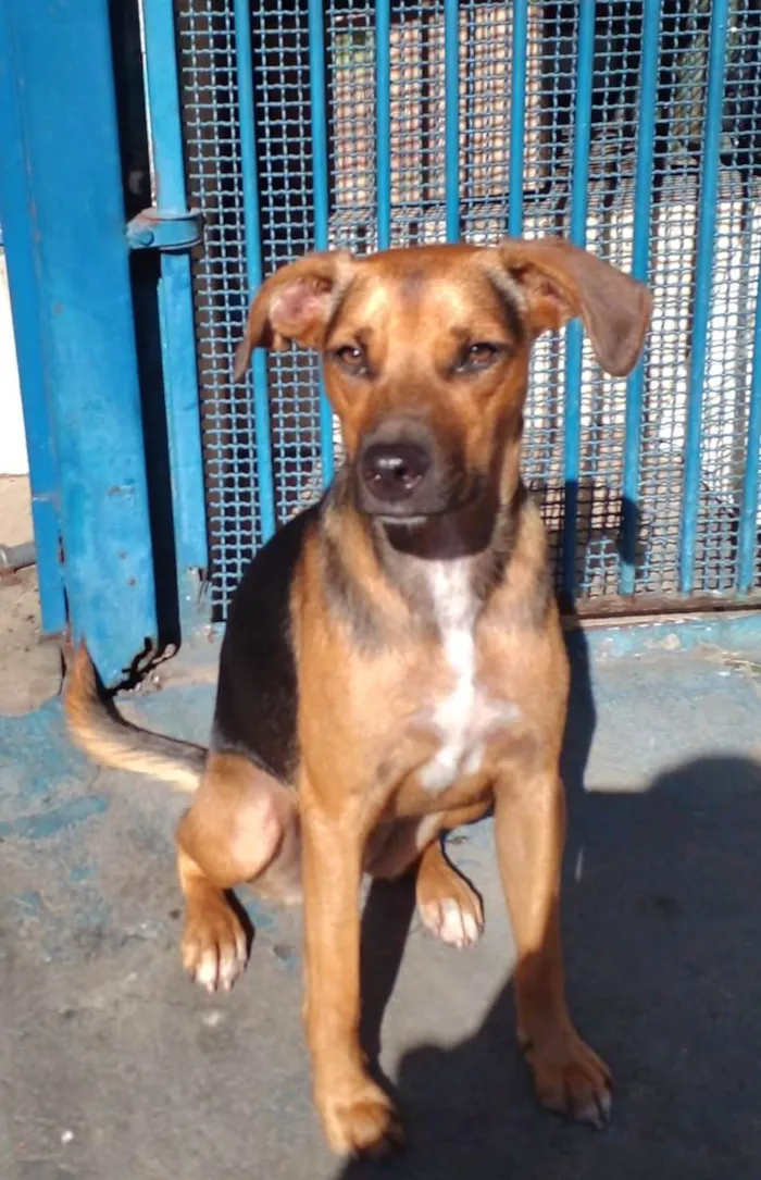 Cachorro raça SRD-ViraLata idade 7 a 11 meses nome Estrela