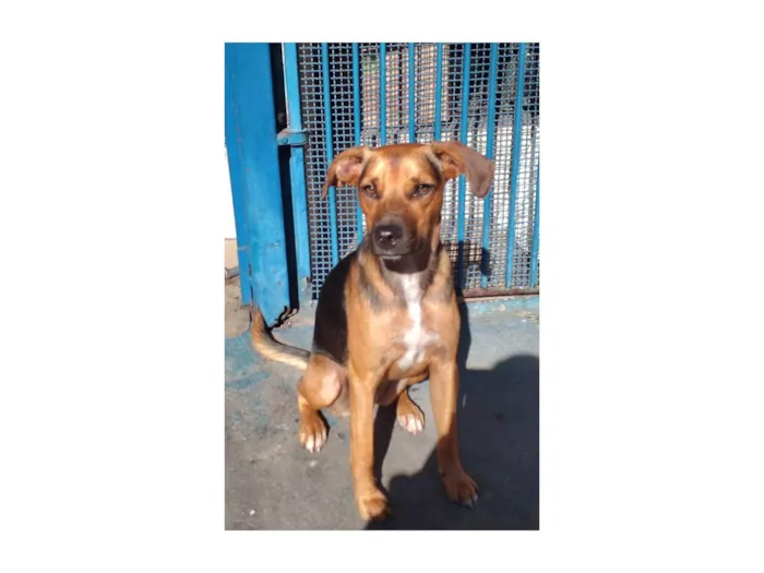 Cachorro raça SRD-ViraLata idade 7 a 11 meses nome Estrela