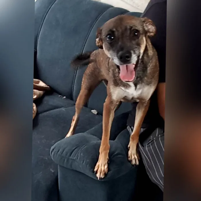 Cachorro ra a SRD-ViraLata idade 2 anos nome Wandinha 