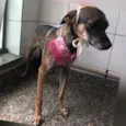 Wandinha 