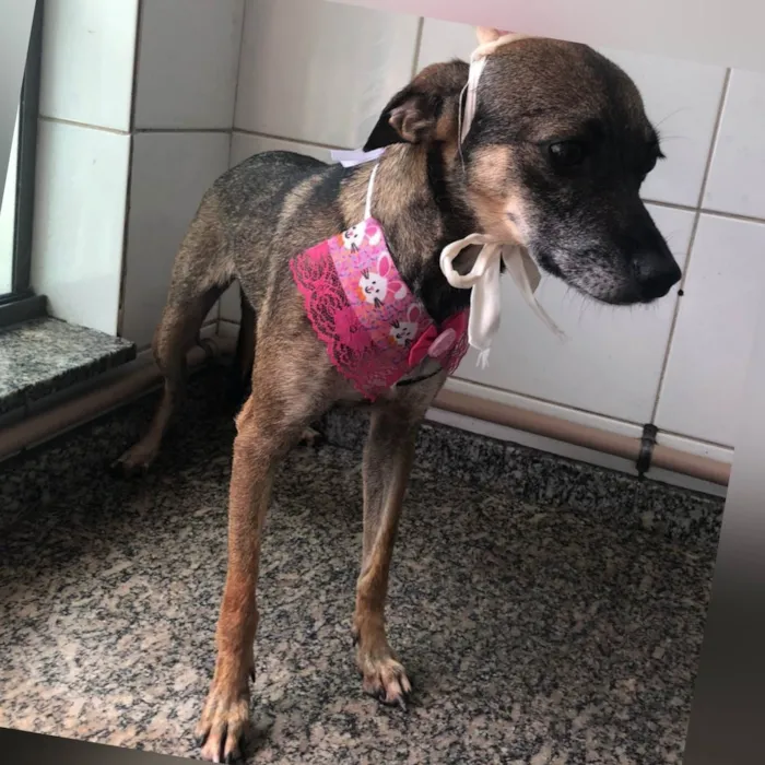 Cachorro ra a SRD-ViraLata idade 2 anos nome Wandinha 