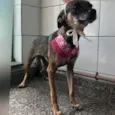 Wandinha 