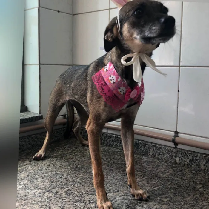 Cachorro ra a SRD-ViraLata idade 2 anos nome Wandinha 