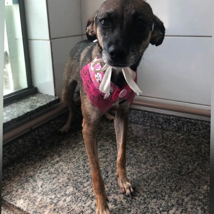Cachorro ra a SRD-ViraLata idade 2 anos nome Wandinha 