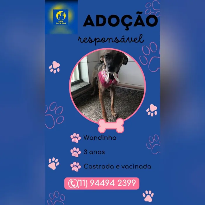 Cachorro ra a SRD-ViraLata idade 2 anos nome Wandinha 