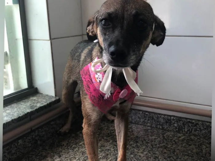 Cachorro ra a SRD-ViraLata idade 2 anos nome Wandinha 