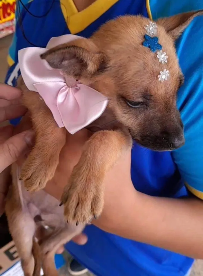 Cachorro ra a SRD-ViraLata idade Abaixo de 2 meses nome não tem nome ainda 