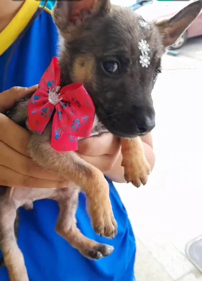 Cachorro ra a SRD-ViraLata idade Abaixo de 2 meses nome não tem nome ainda 