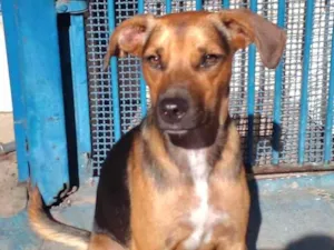 Cachorro raça SRD-ViraLata idade 7 a 11 meses nome Estrela