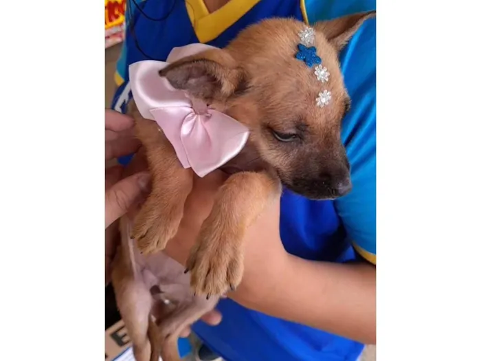 Cachorro ra a SRD-ViraLata idade Abaixo de 2 meses nome não tem nome ainda 