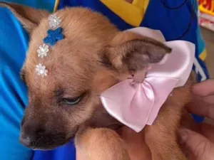 Cachorro raça SRD-ViraLata idade Abaixo de 2 meses nome não tem nome ainda 