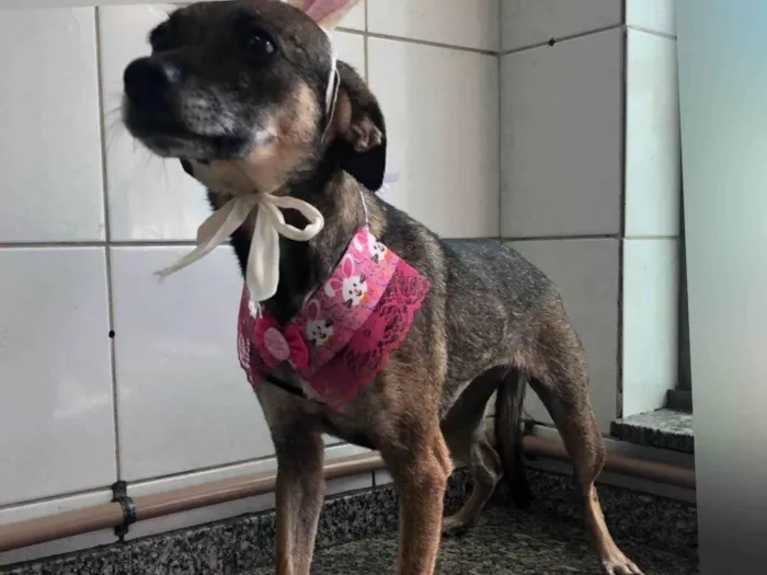 Cachorro ra a SRD-ViraLata idade 2 anos nome Wandinha 