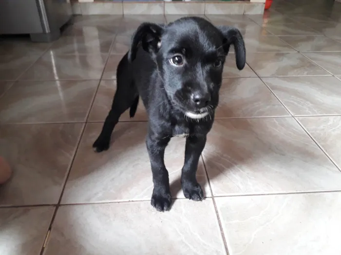 Cachorro ra a SRD-ViraLata idade 2 a 6 meses nome Pretinha