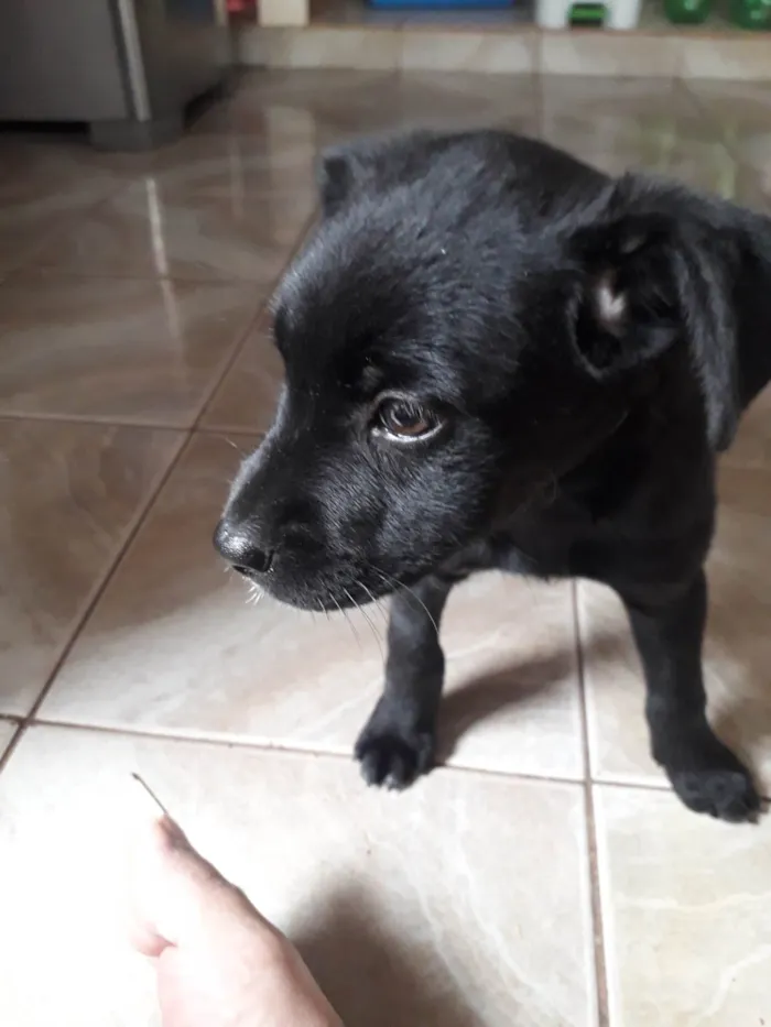 Cachorro ra a SRD-ViraLata idade 2 a 6 meses nome Pretinha