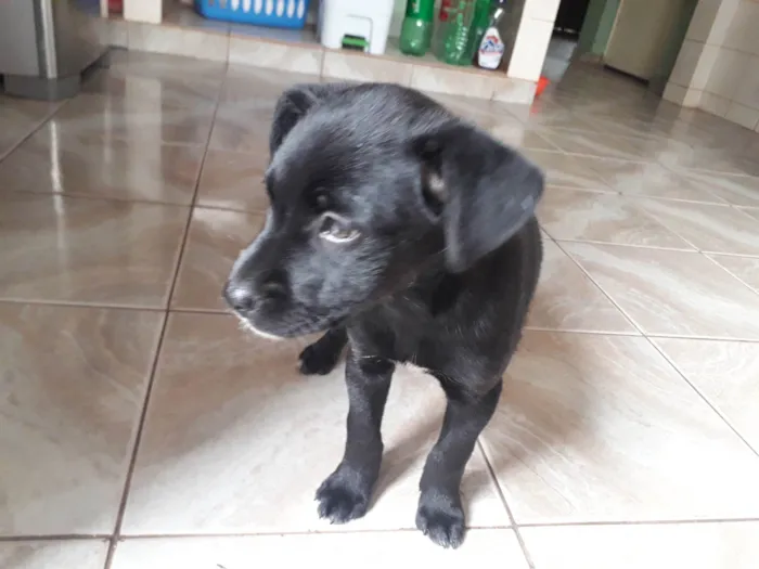 Cachorro ra a SRD-ViraLata idade 2 a 6 meses nome Pretinha