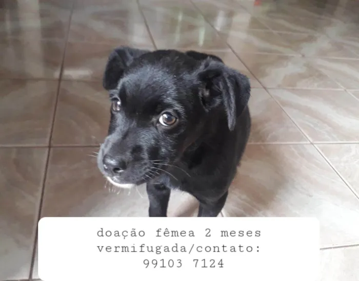 Cachorro ra a SRD-ViraLata idade 2 a 6 meses nome Pretinha