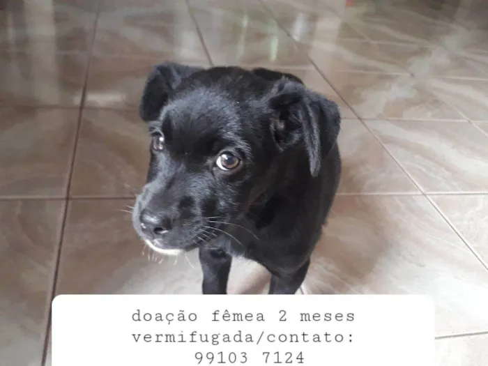 Cachorro ra a SRD-ViraLata idade 2 a 6 meses nome Pretinha