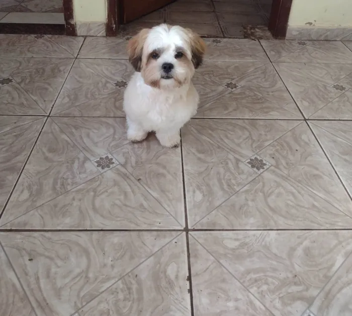 Cachorro ra a Shitzu idade 7 a 11 meses nome Fred