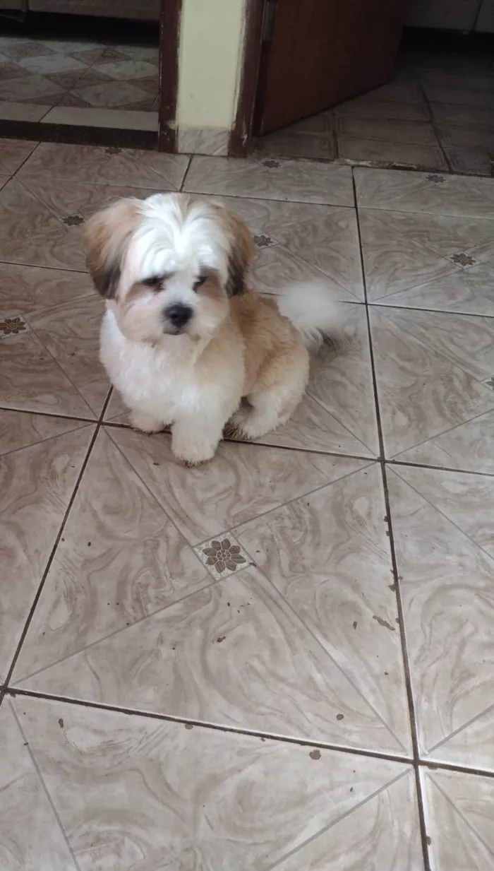 Cachorro ra a Shitzu idade 7 a 11 meses nome Fred