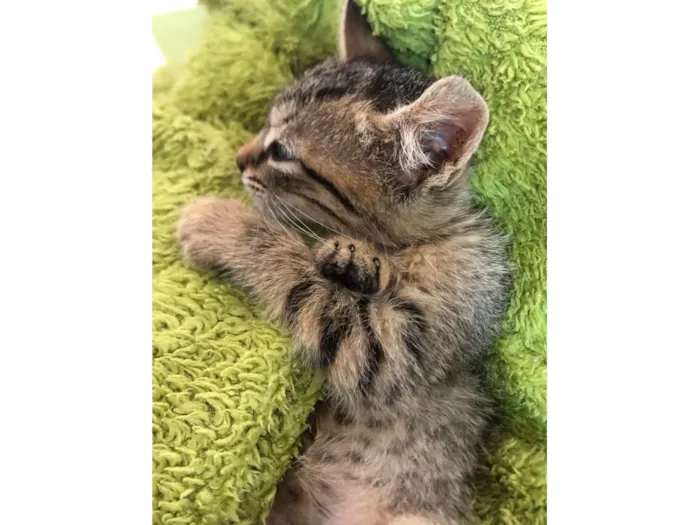 Gato ra a SRD-ViraLata idade Abaixo de 2 meses nome Amália 