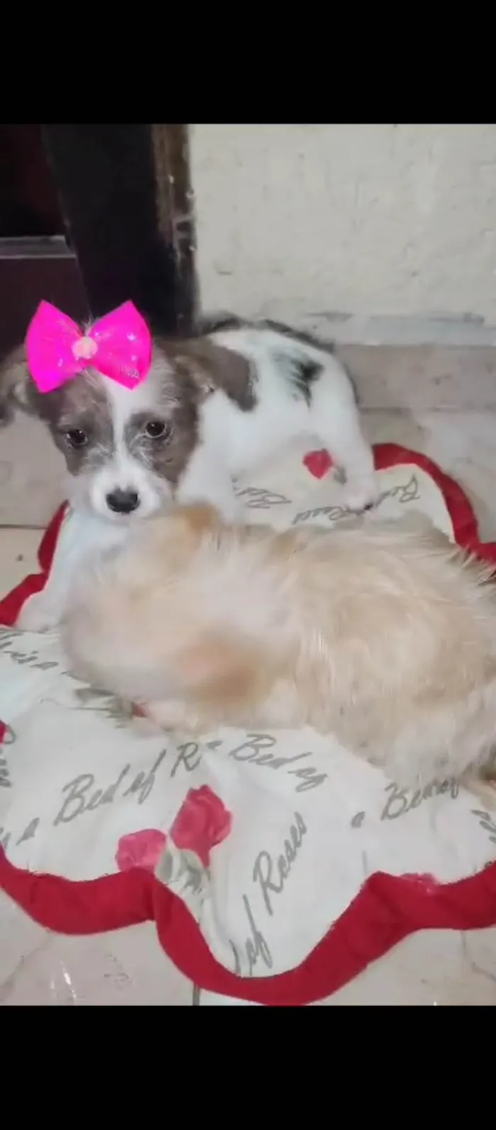 Cachorro ra a Poodle idade Abaixo de 2 meses nome Cachorro 