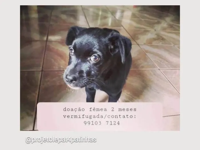 Cachorro ra a srd idade 2 a 6 meses nome Pretinha