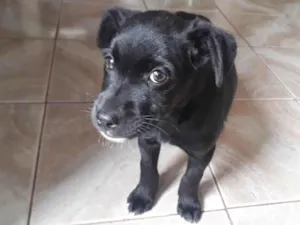 Cachorro raça SRD-ViraLata idade 2 a 6 meses nome Pretinha