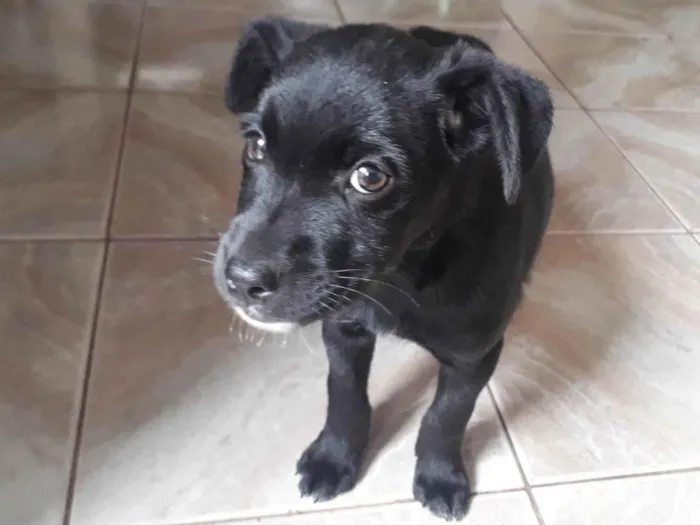 Cachorro ra a SRD-ViraLata idade 2 a 6 meses nome Pretinha