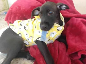 Cachorro raça SRD-ViraLata idade 2 a 6 meses nome DARTH