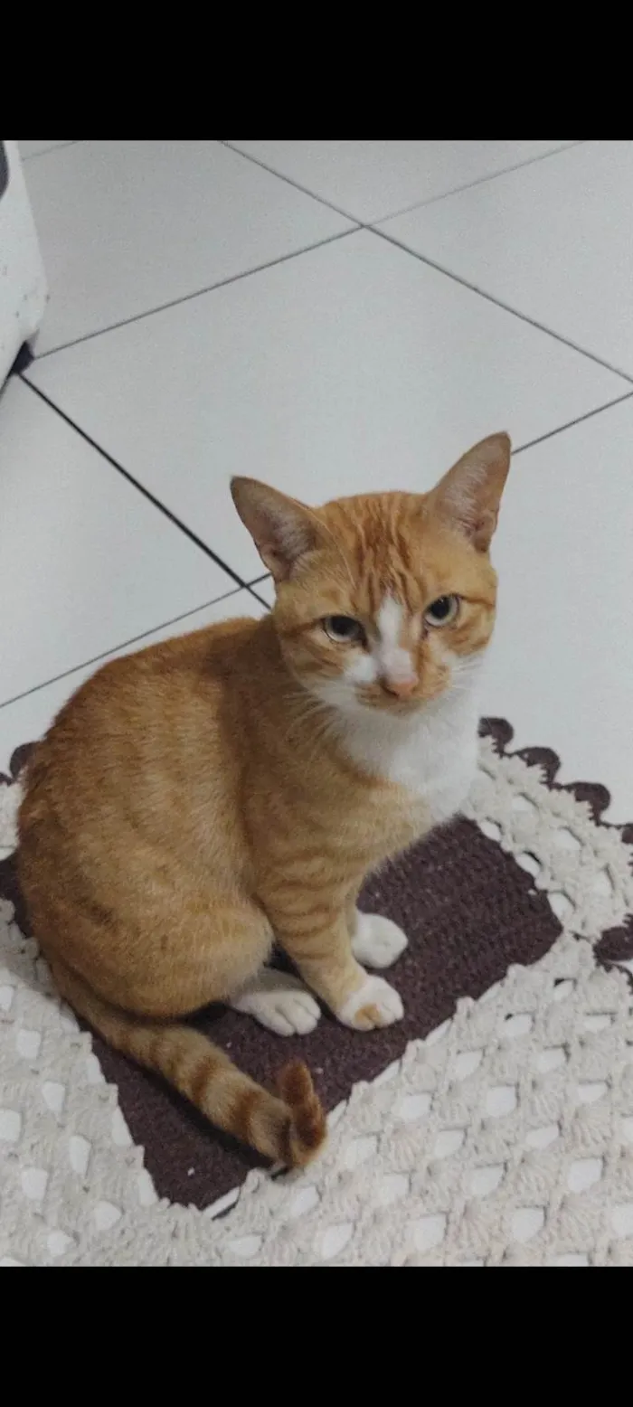 Gato raça Garfield idade 7 a 11 meses nome Garfield 