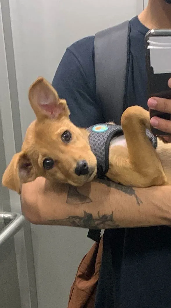 Cachorro raça SRD-ViraLata idade 2 a 6 meses nome Root