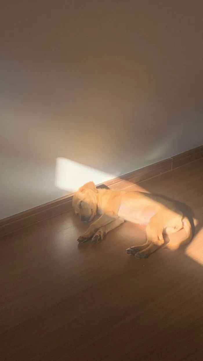 Cachorro raça SRD-ViraLata idade 2 a 6 meses nome Root